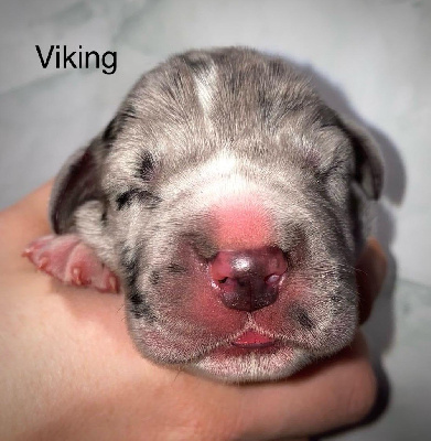 Viking