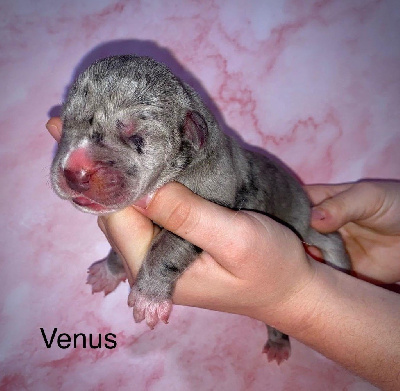 Venus