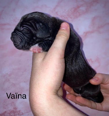 Vaïna