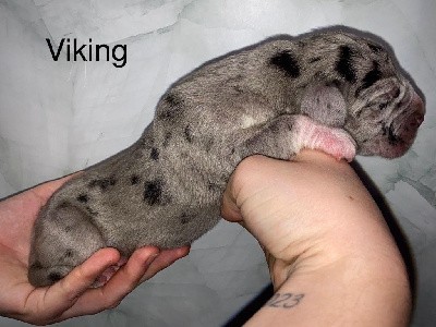 Viking