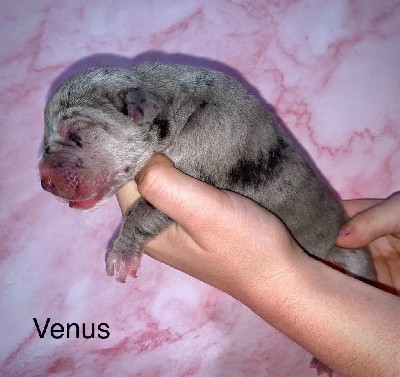 Venus