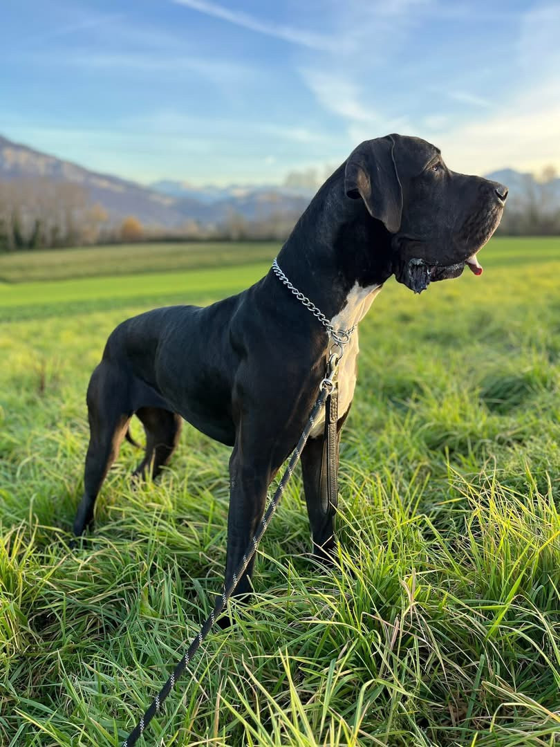 vaïna Du Royaume D'Apollon