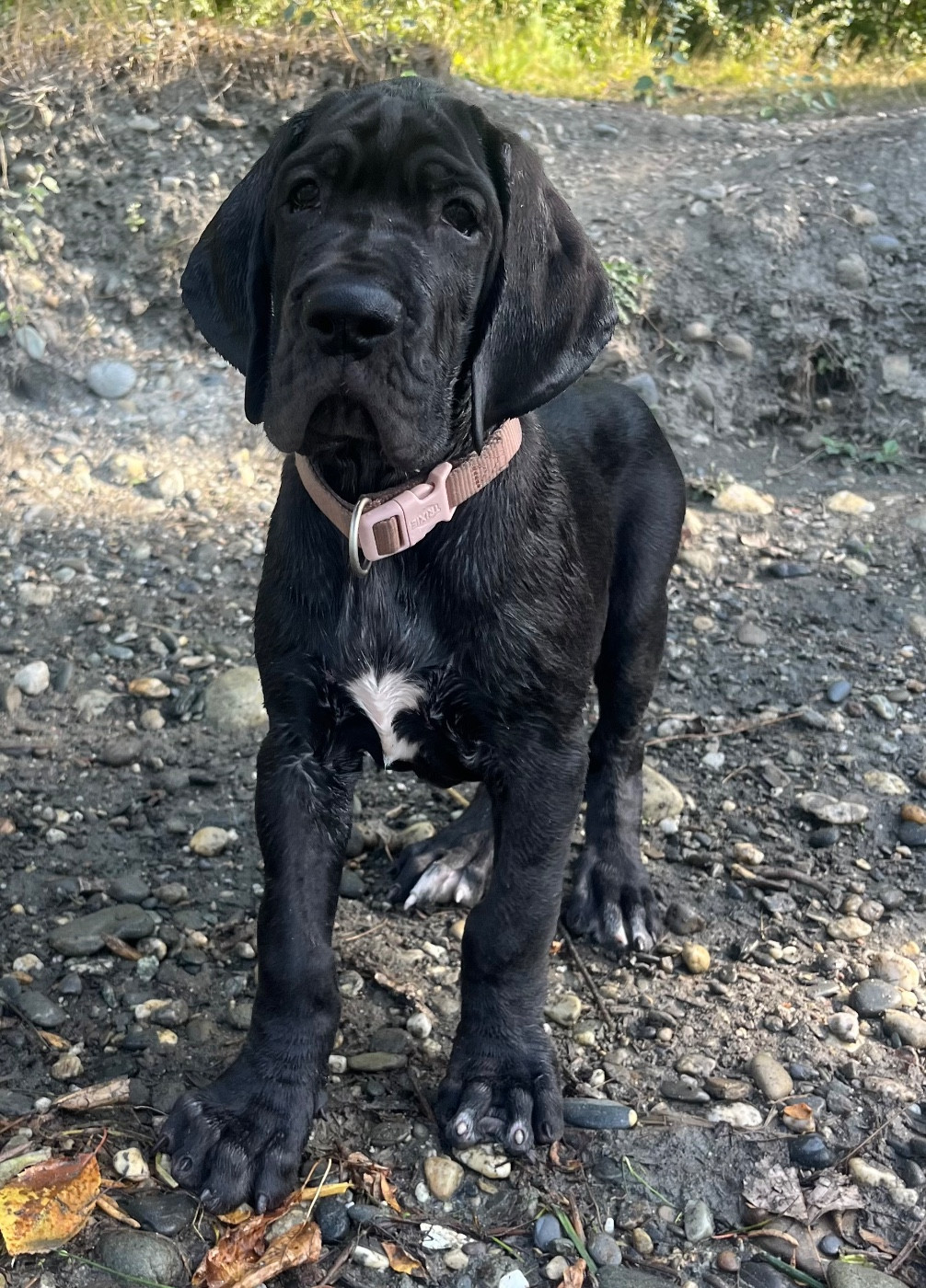 Bella 