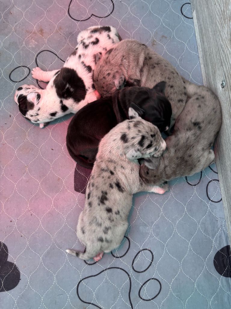 LES CHIOTS