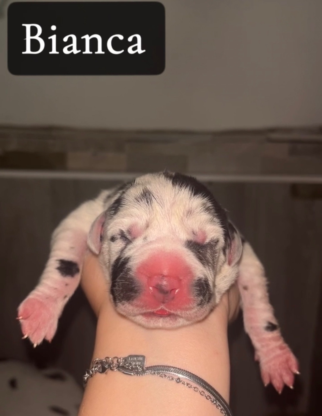 Du Royaume D'Apollon - Chiots disponibles - Dogue allemand