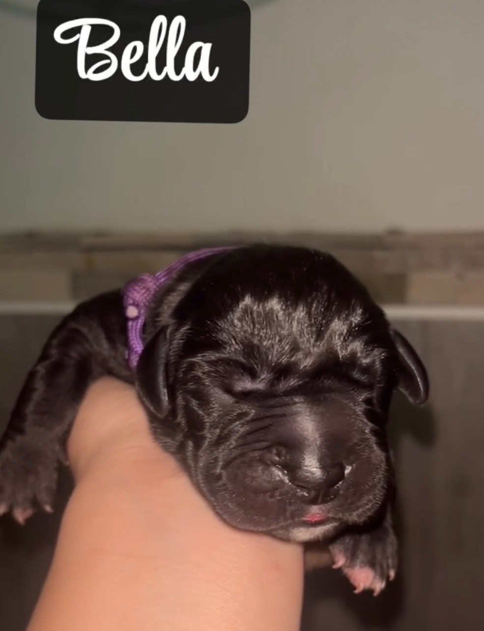 Du Royaume D'Apollon - Chiots disponibles - Dogue allemand