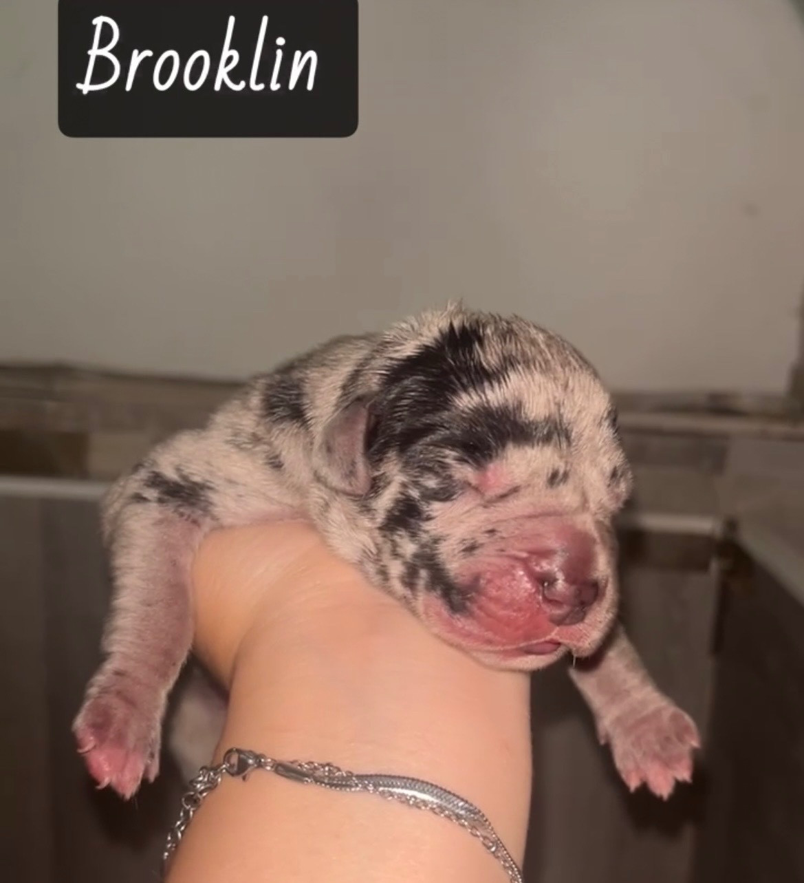 Du Royaume D'Apollon - Chiots disponibles - Dogue allemand