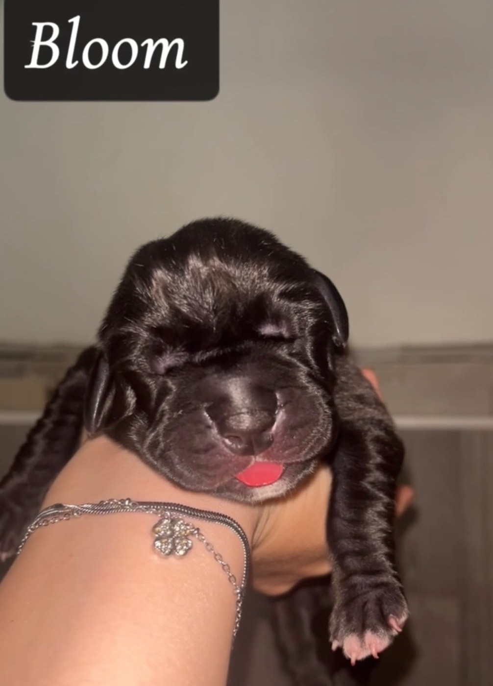 Du Royaume D'Apollon - Chiots disponibles - Dogue allemand