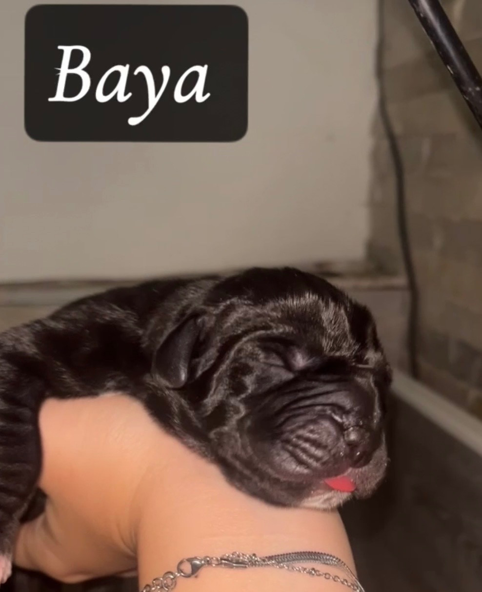 Du Royaume D'Apollon - Chiots disponibles - Dogue allemand