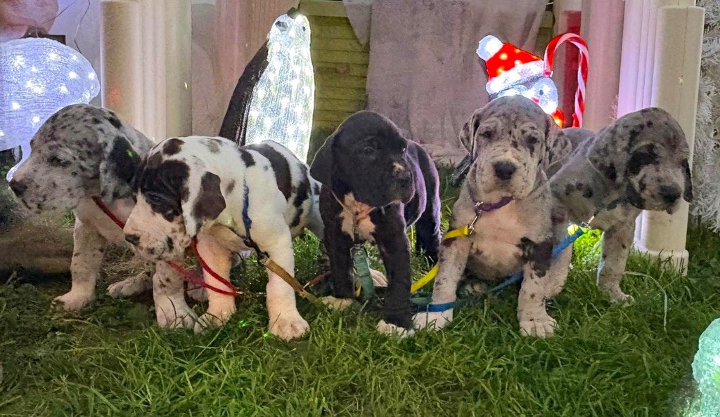 Chiot Dogue allemand Du Royaume D'Apollon